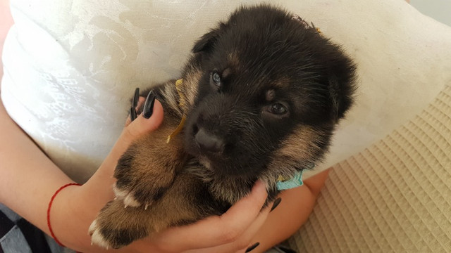 Filhotes de cachorro - Foto 3