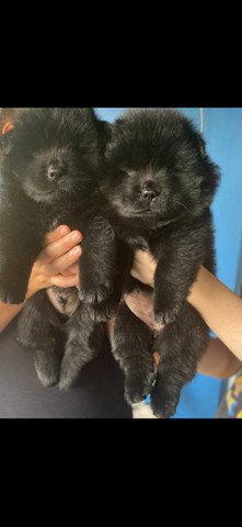 Vendo filhote de Chow Chow - Foto 4