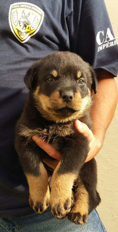Cabeça De Touro Padrão Alemão Robusto E Imponentes Rottweiler Filhotes - Foto 5