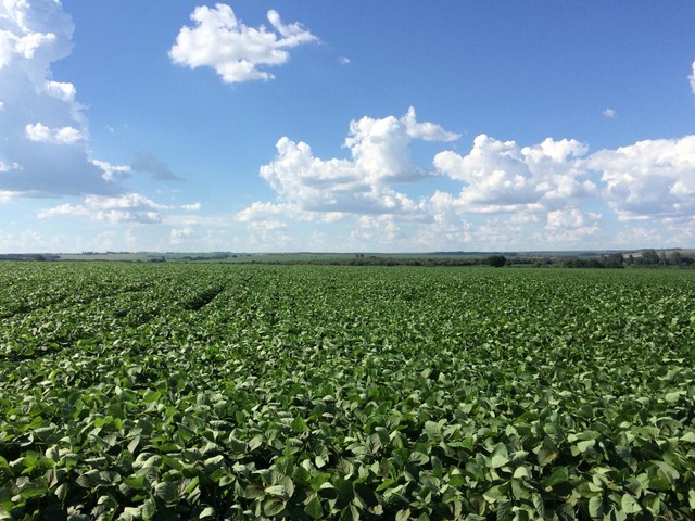 350.000.000                Fazenda em Ipameri Go 417 Alq com 305 em lavoura - Foto 2
