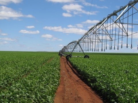 350.000.000                Fazenda em Ipameri Go 417 Alq com 305 em lavoura