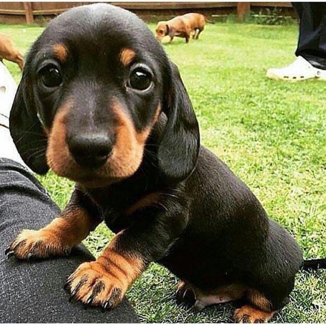BASSET TECKEL EM ATÉ 12X