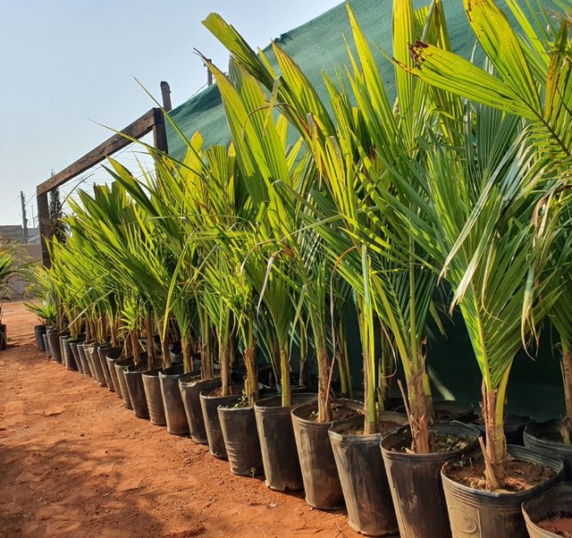 Frutíferas diversas produzindo