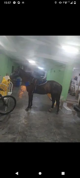 Potro puro com documento  - Foto 4