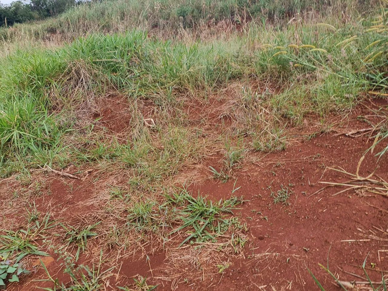 1000 Metros quadrados dentro da cidade da Nova Esperança do Sudoeste  - Foto 5