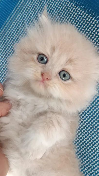 Persa Himalaio - Foto 2