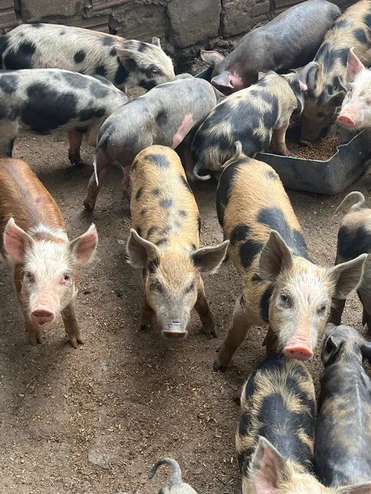 Filhotes de porco leitão $20k - Foto 5