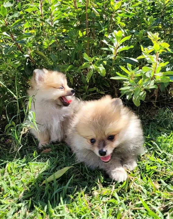 Lulu da Pomerânia - Macho - Pedigree CBKC - 10x s/ no cartão com Garantia - Foto 5