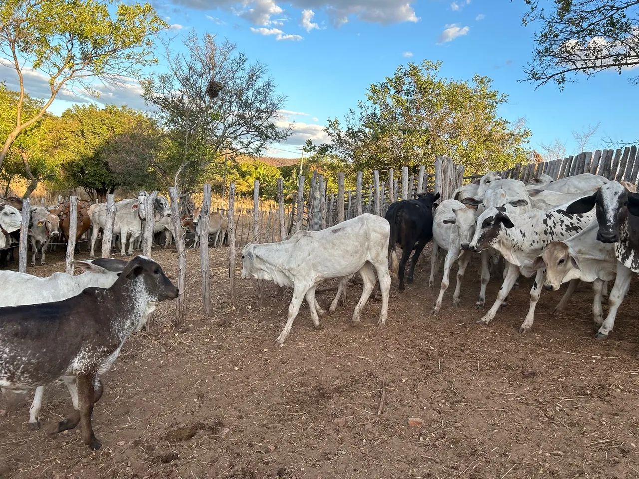 Bezerrada de qualidade  - Foto 2