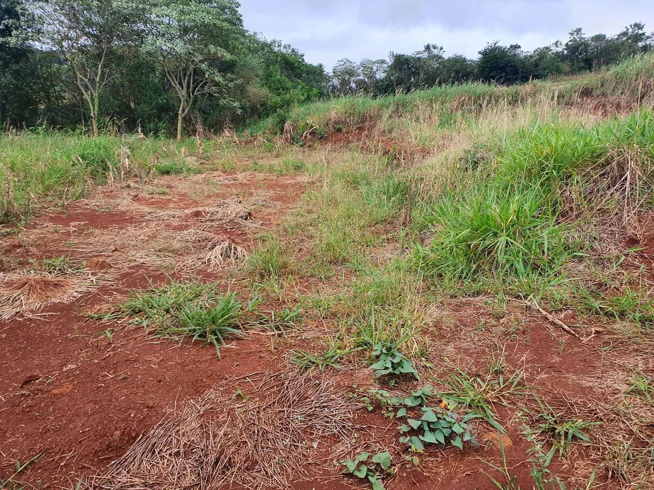 1000 Metros quadrados dentro da cidade da Nova Esperança do Sudoeste  - Foto 3