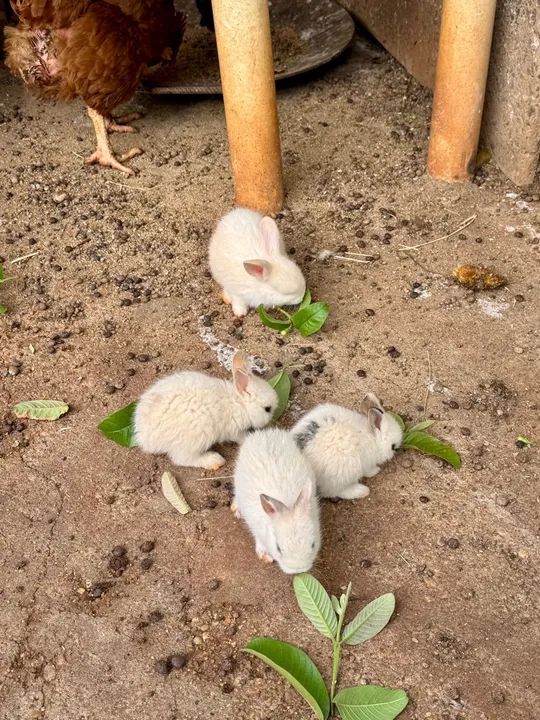 mini coelho anão filhote - Foto 4