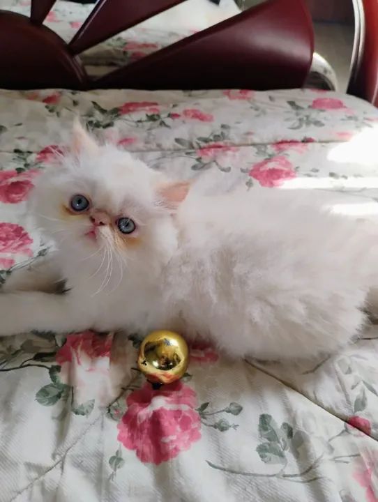 Gato persa macho - Foto 2