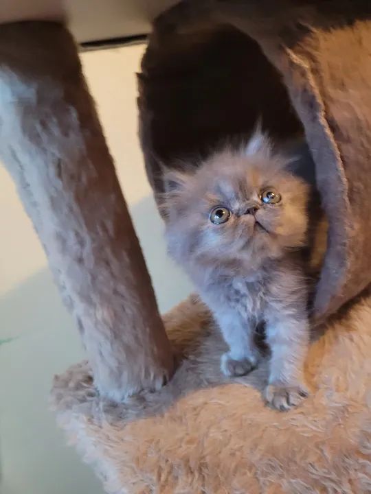 Gatinho Persa Cinza  - Foto 3