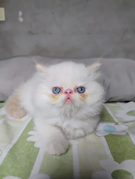 Gato persa macho - Foto 3