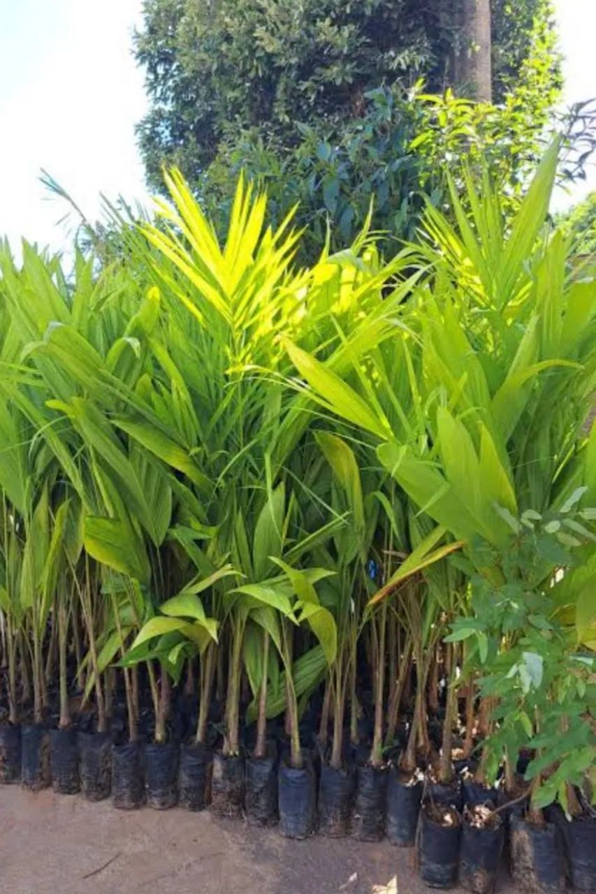 Mudas de Pupunha da Gorda - Foto 2