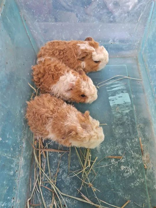 A3M- Porquinho da Índia Alpaca ( leia a descrição do anúncio) - Foto 3