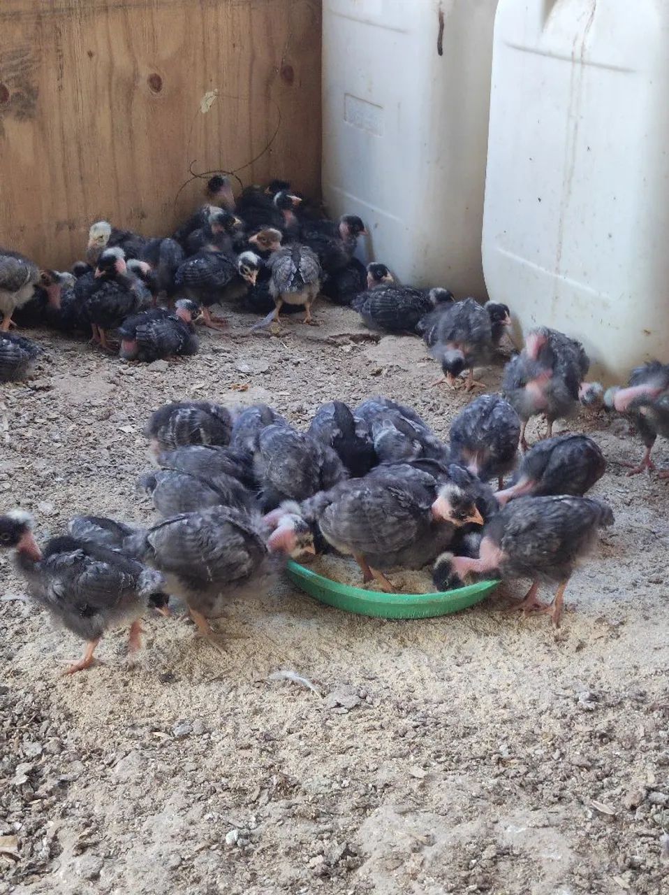 Pintinhos carijó pescoço pelado fêmeas  - Foto 2