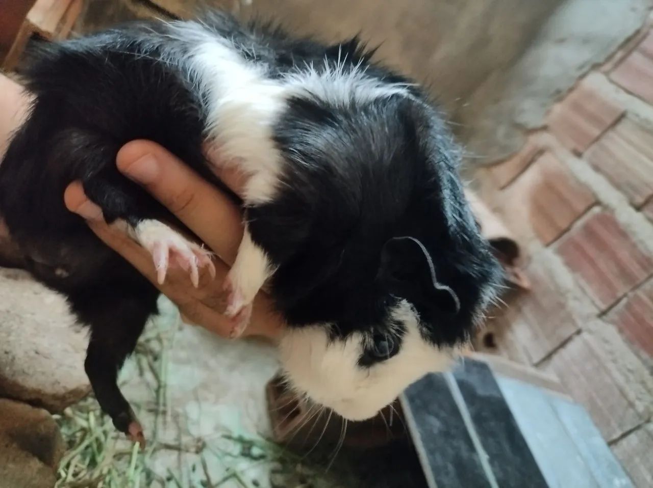 Porquinho da índia da raça abissínia  - Foto 3