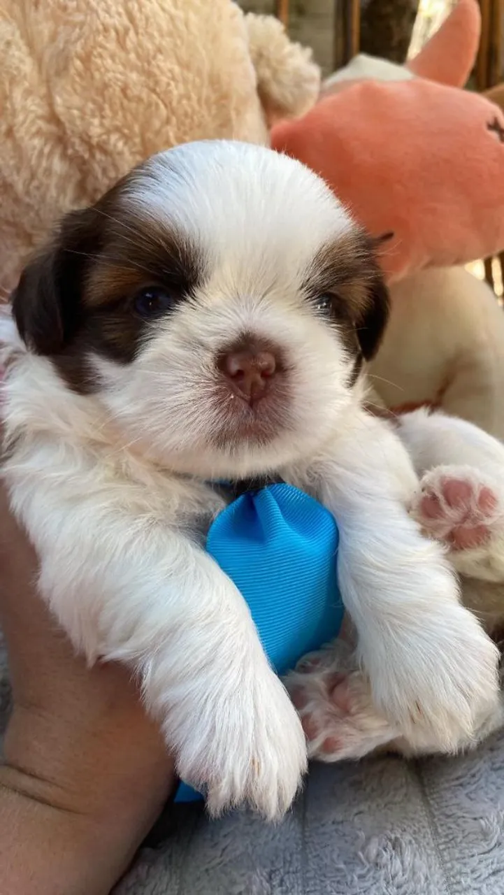 Filhote Shih Tzu Macho!!