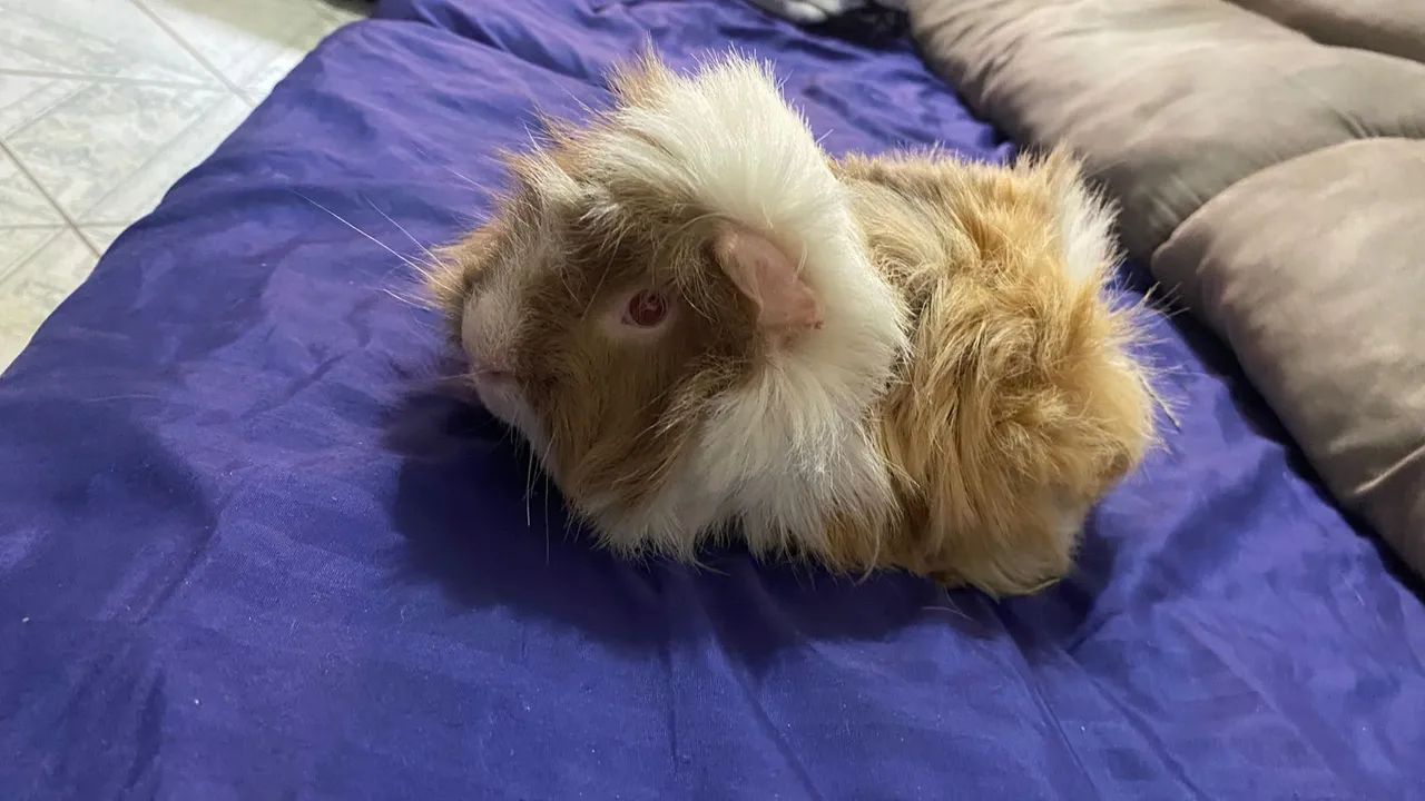 Porquinho da índia pelo longo  - Foto 2