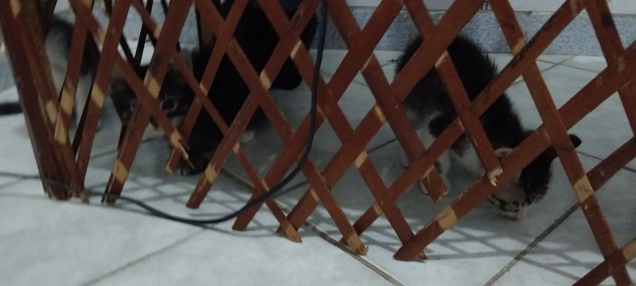 2 GATOS MACHOS  - Foto 5