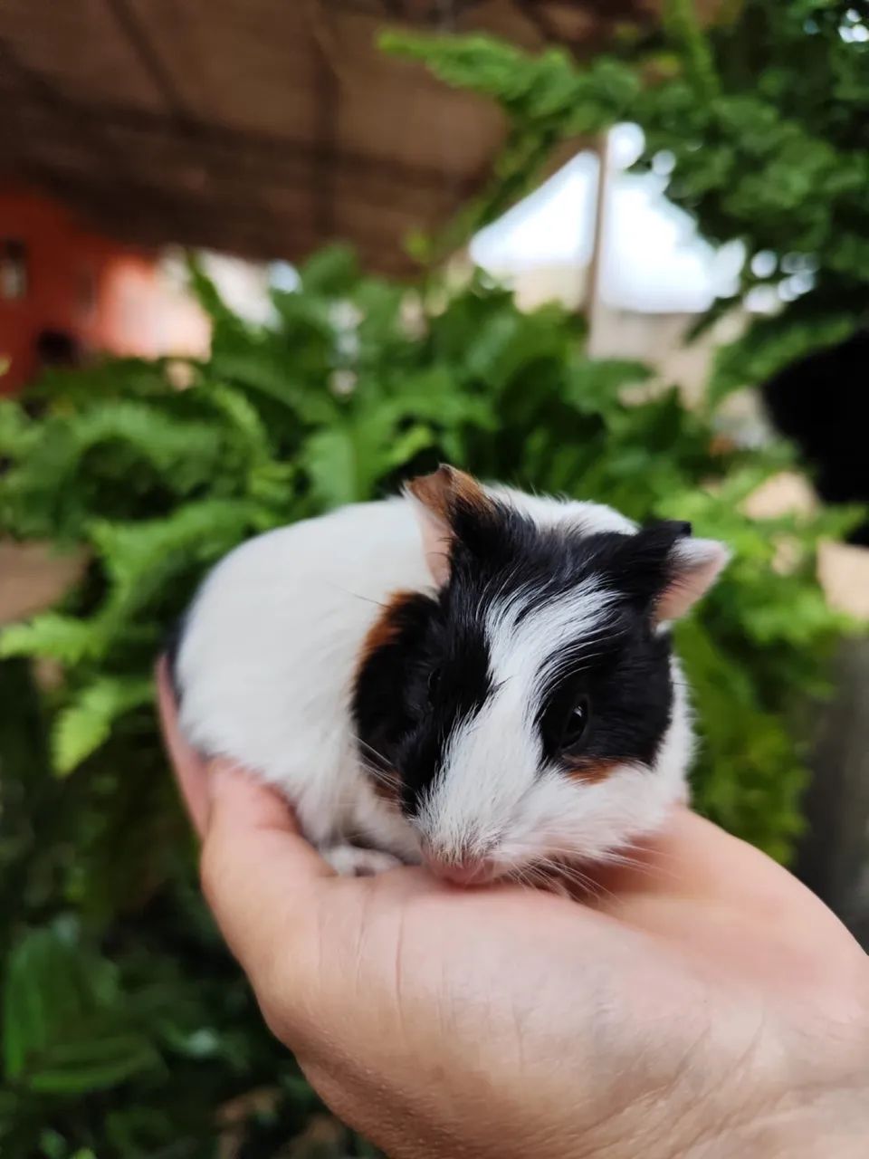 porquinho da india - Foto 3