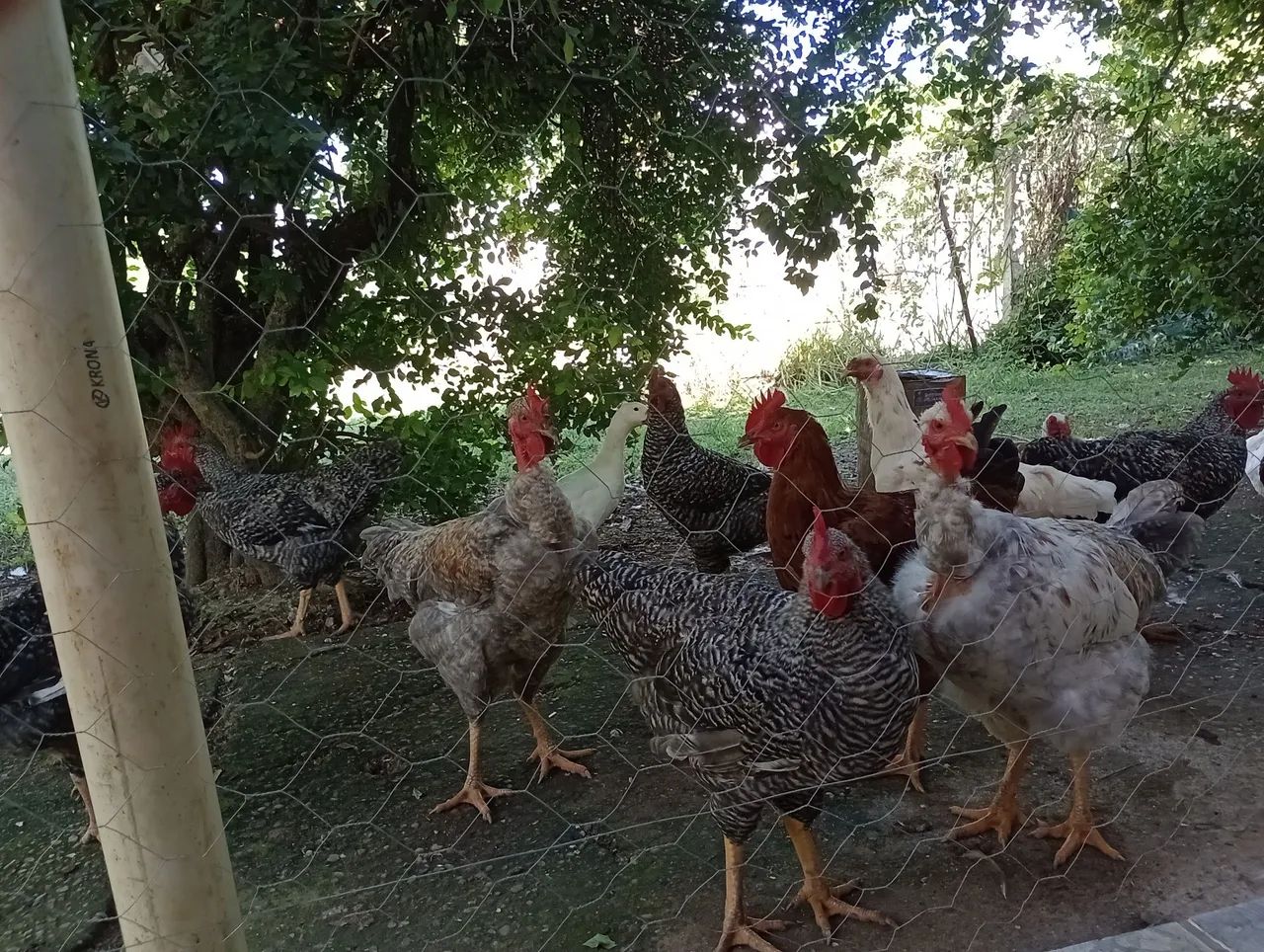 Aves de engorda e postura 