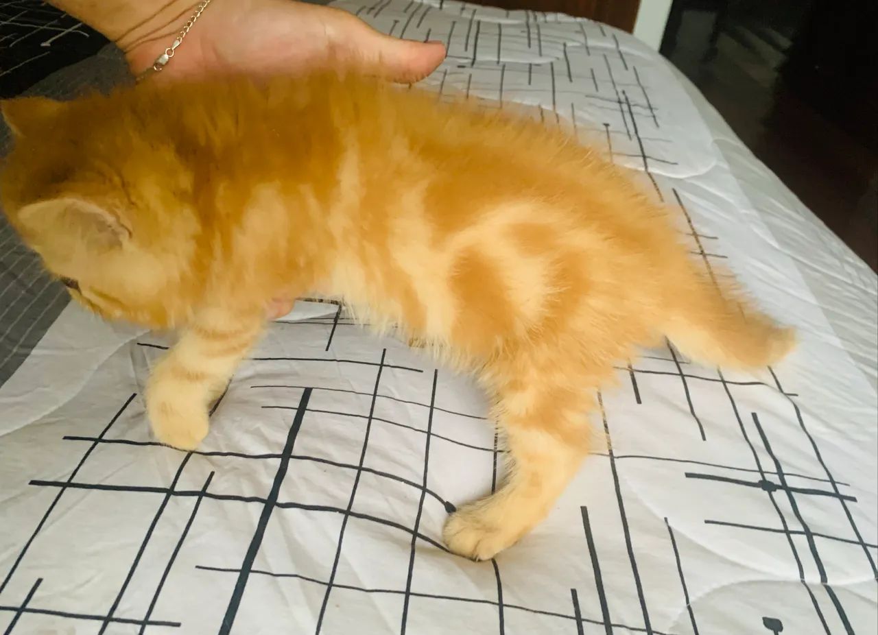 Filhote gato persa exótico show laranja  - Foto 4