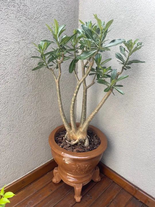 Rosa do Deserto 7 anos - para os que amam plantas