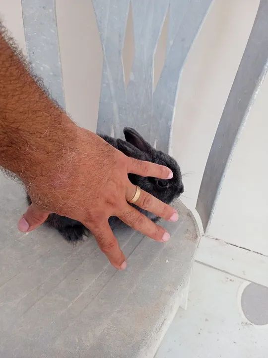 Coelha mini neterland  - Foto 3