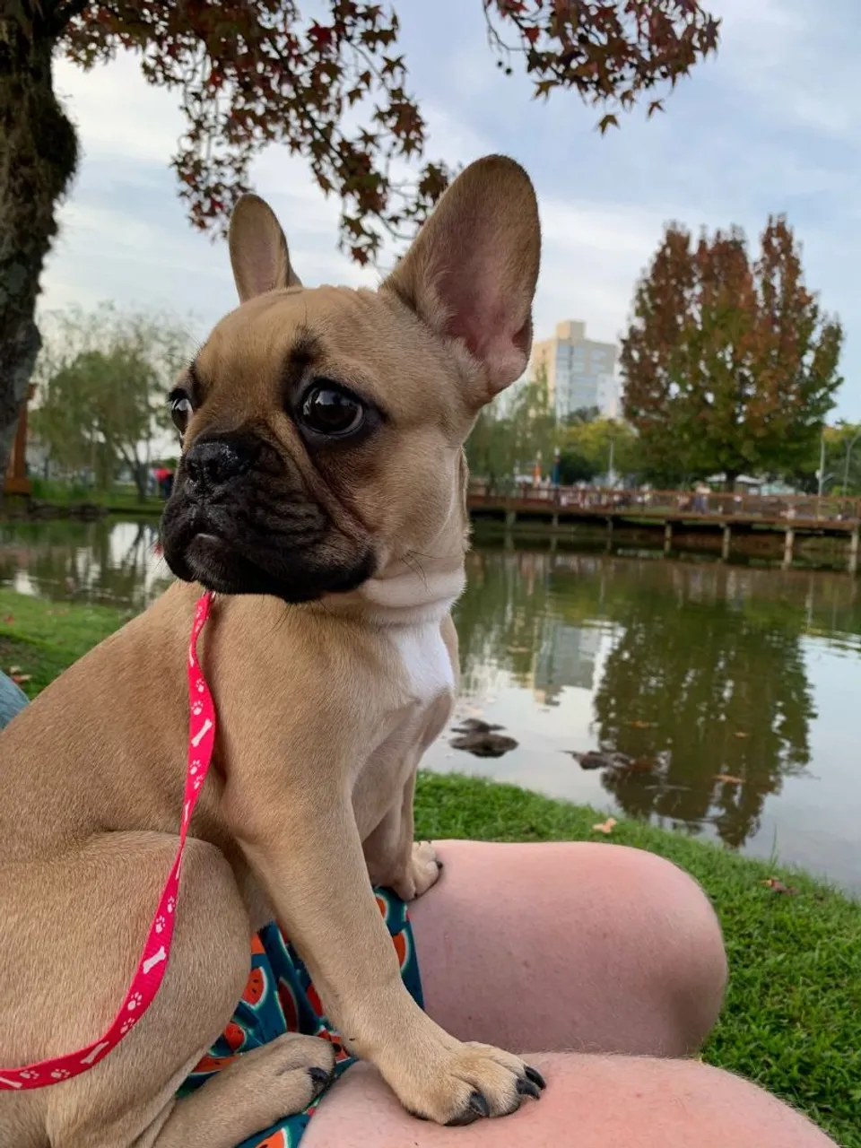 Bulldog Francês