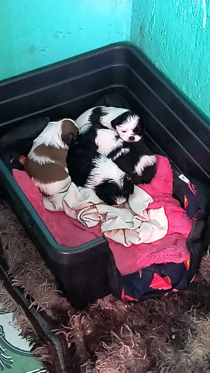 Filhotes Shih Tzu fofinhos à venda!