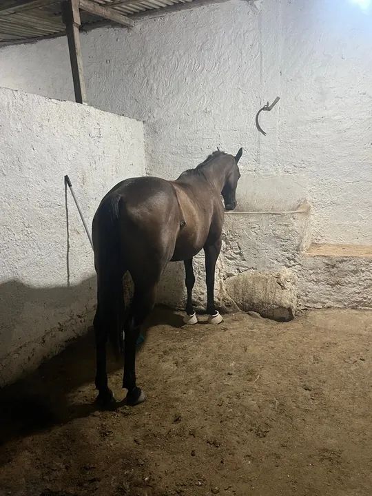 ÉGUA DE ESTEIRA  - Foto 6