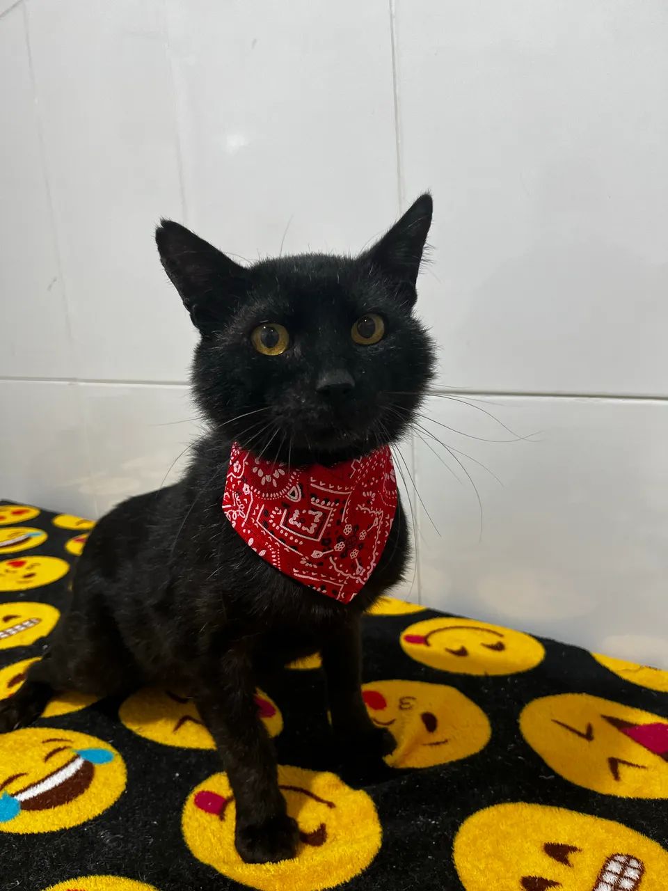 Adoção de gatinho macho castrado. 