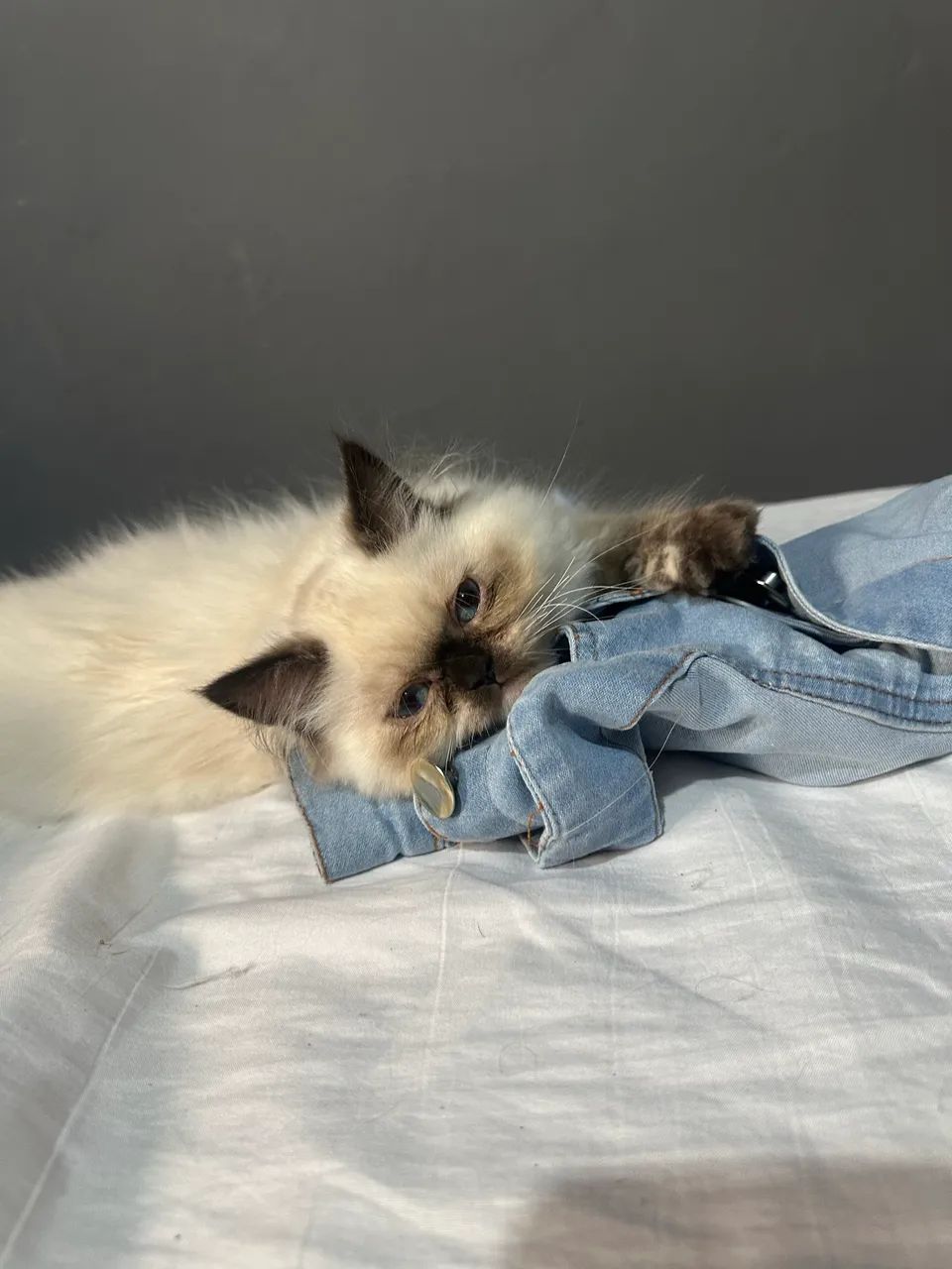 Filhote gato persa himalaia  - Foto 5