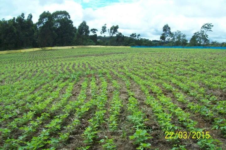 Foto - Campinas - Jardim Madalena