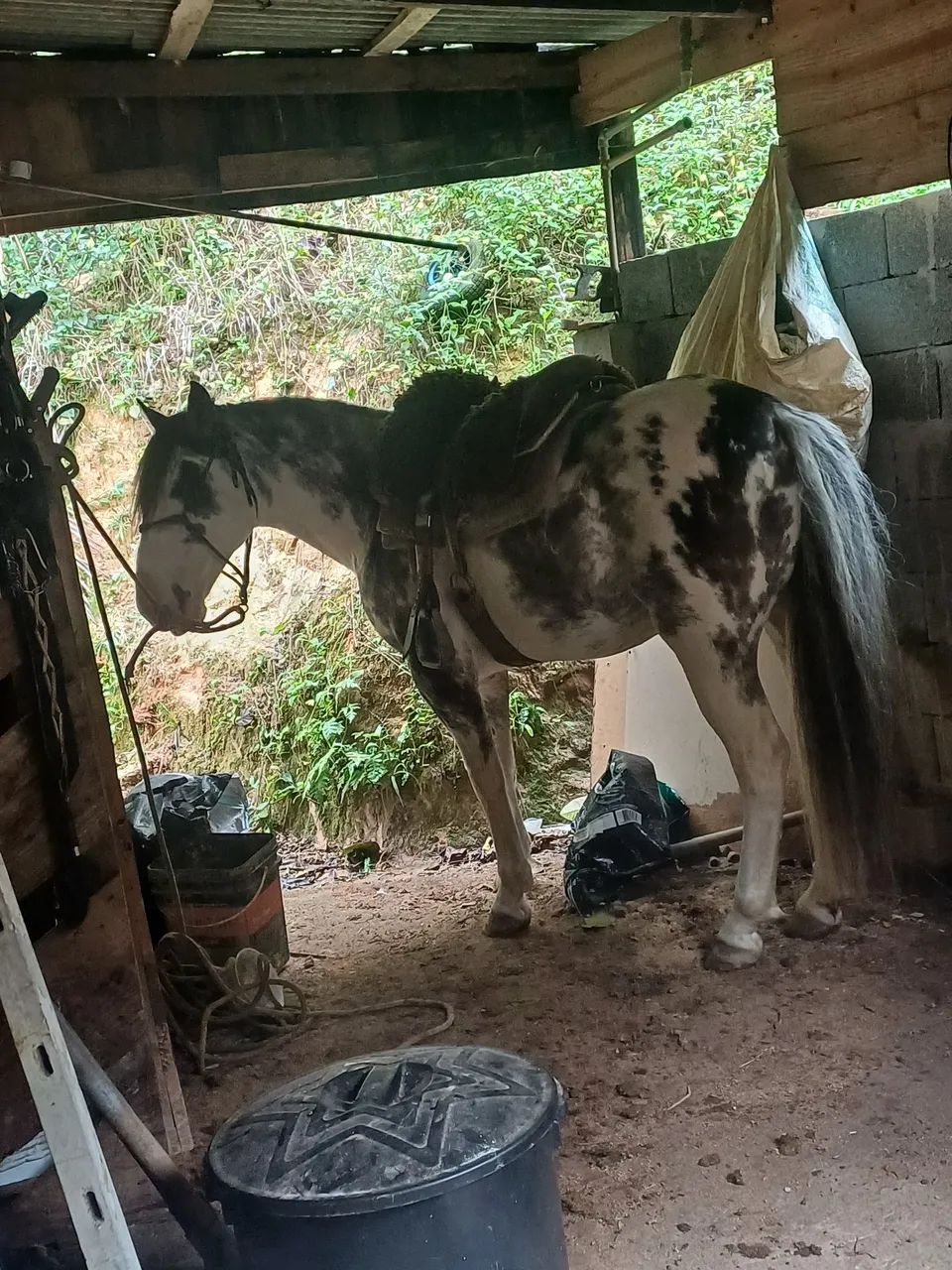Cavalo criolo Oveiro - Foto 3
