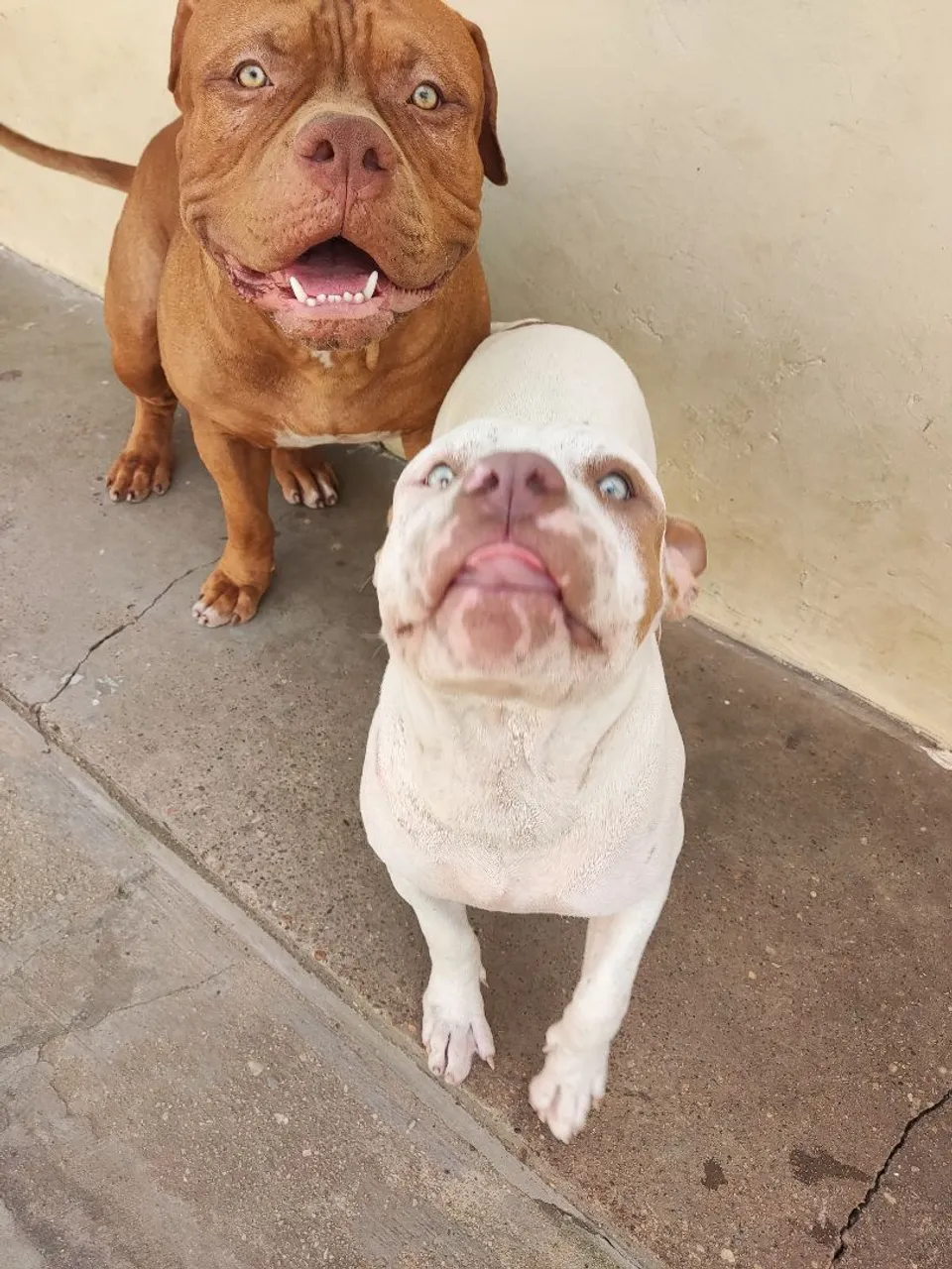 Filhotes de Pitmonster disponível para venda