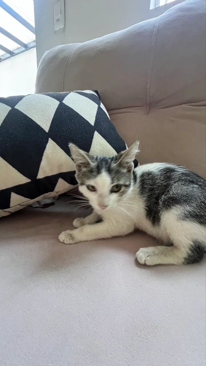 Gatinhos fofos para doação - Foto 3