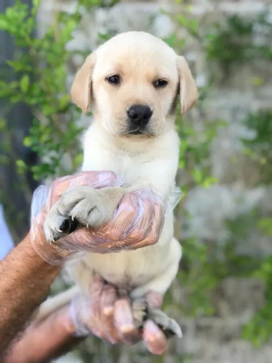 Labrador trabalhamos com mais de 20 raças. - Foto 2