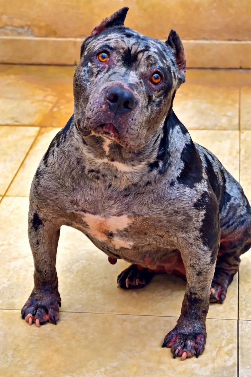 Fêmea Pit Monster com pedigree