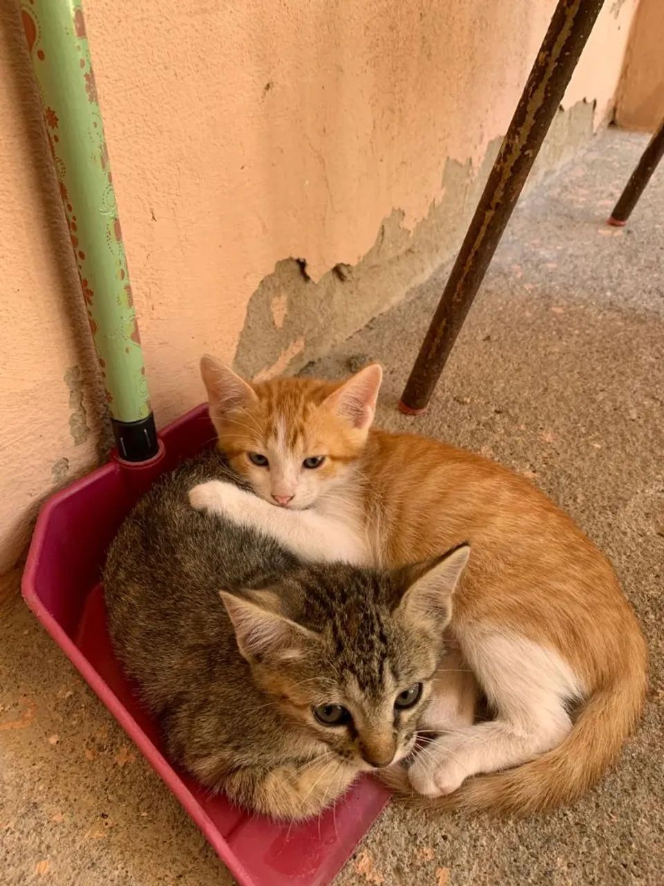 Fêmeas 70 dias pra adoção + *