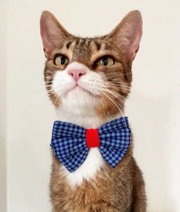 Gato castrado e vacinado para adoção responsável - Foto 2