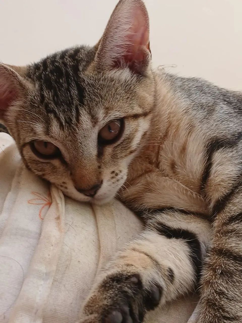 Gatos filhotes para adoção URGENTE - Foto 4