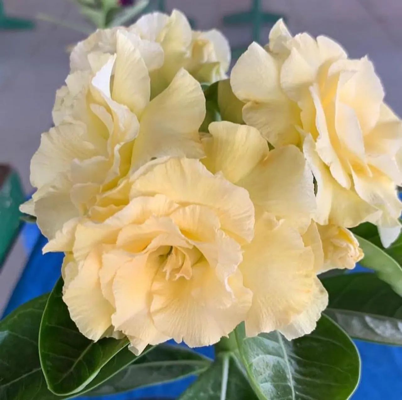 ROSA DO DESERTO - Foto 2