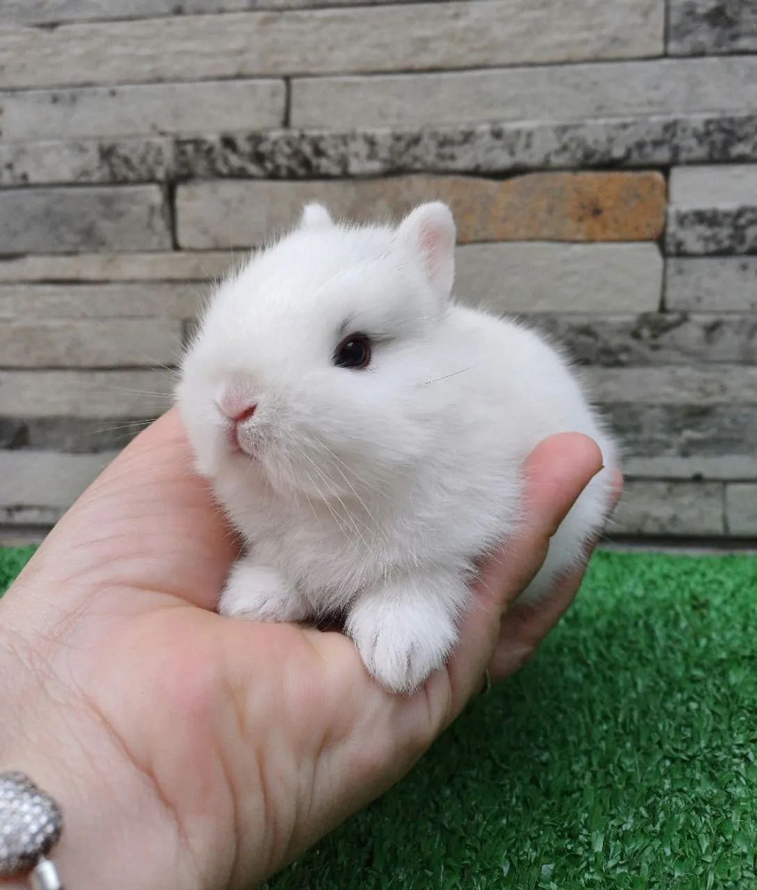 Coelho anão Raça Netherland Dwarf (linhagem importada) - Foto 6