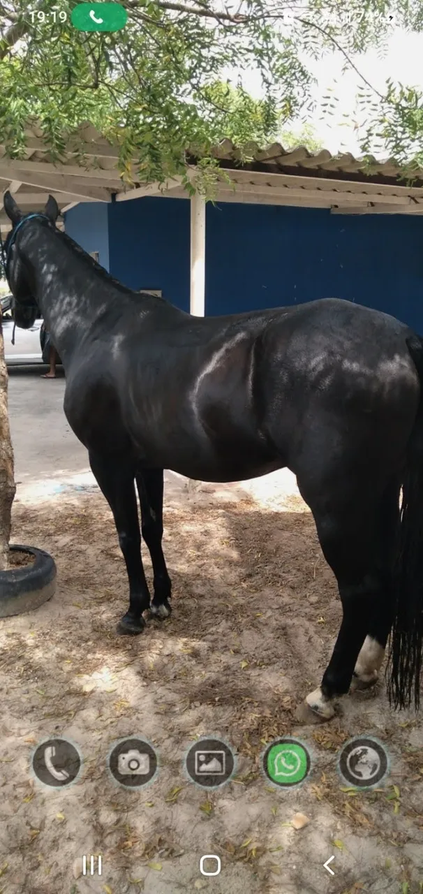 Vendo Cavalo