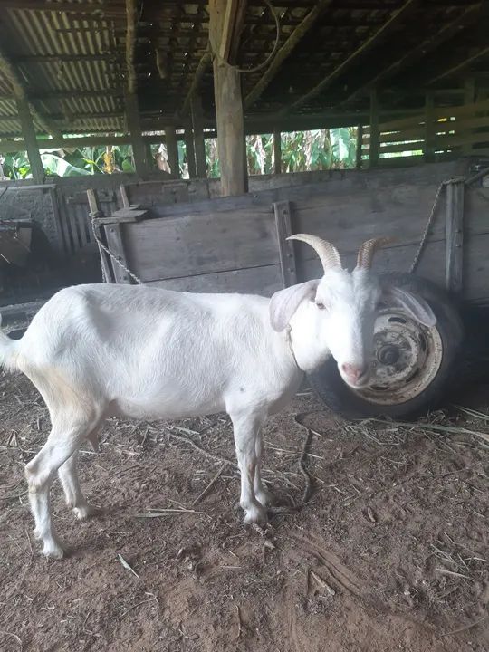 Cabras Brancas - Adulta e Jovem - Foto 3