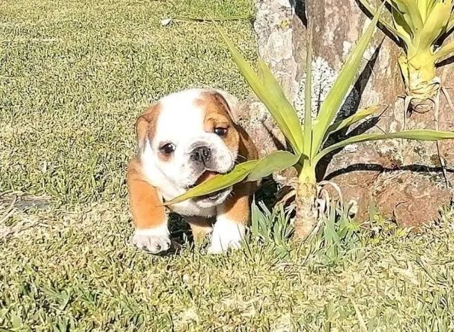 Filhotes de Bulldog Inglês para Venda: Carinho e Fofura Garantidos - Foto 2