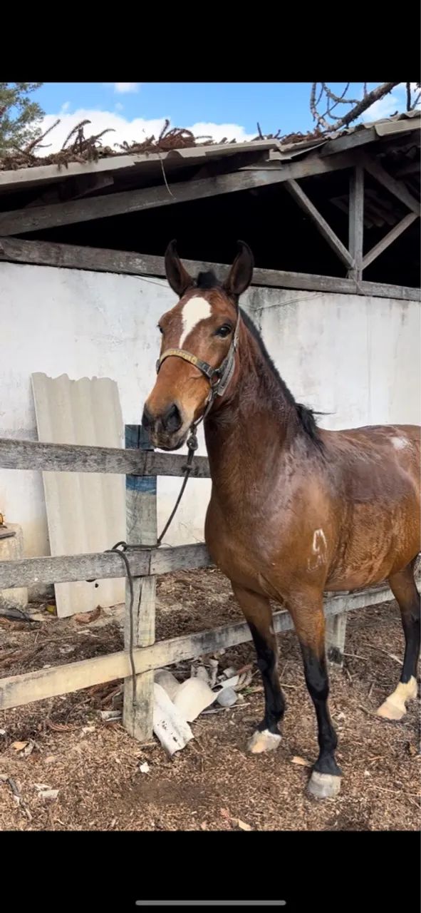 Egua mangalarga marchador registrada 